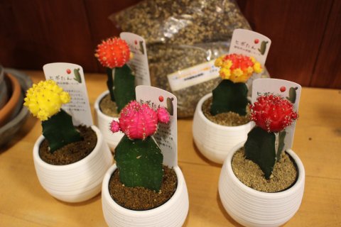 〓多肉植物〓サボテン科ギムノカリキウム属-ヒボたん-