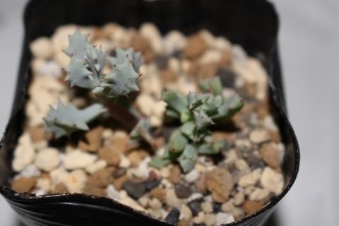 〓多肉植物〓メセン科オスクラリア属-琴爪菊 〓多肉植物〓メセン科オスクラリア属-琴爪菊
