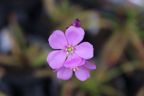 食虫植物 モウセンゴケ カペンシス ピンク花