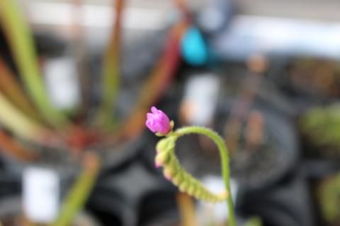 食虫植物 モウセンゴケ カペンシス ピンク花