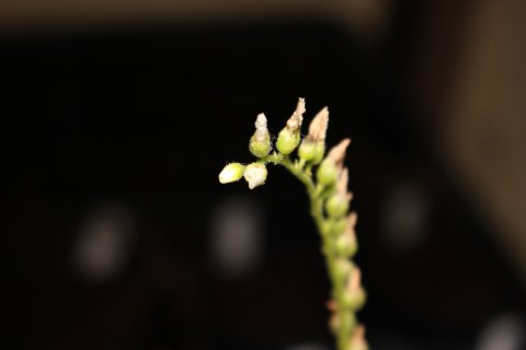 食虫植物 モウセンゴケ カペンシス 白花