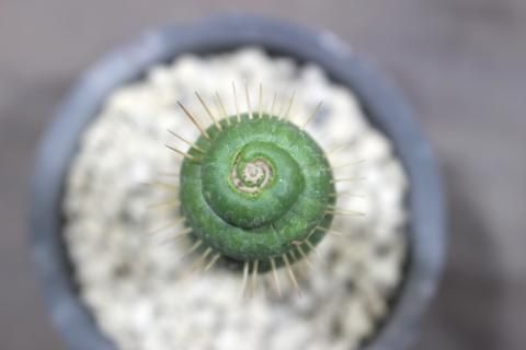 ユーキニア・スピラリス　だんご状態やん ユーキニア・スピラリス だんご状態やん ユーリキニア