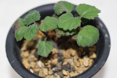 多肉植物 シソ科プレクトランサス属 プレクトランサス エルンスティー 多肉植物 シソ科プレクトランサス属 プレクトランサス エルンスティー