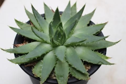 多肉植物 ユリ科 ススキノキ科 アロエ属 アロエ ポリフィラ 多肉植物 ユリ科 ススキノキ科 アロエ属 アロエ ポリフィラ