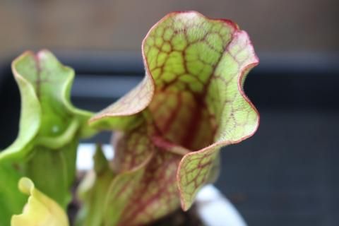 Catopsis morreniana giant form 食虫植物 Catopsis morreniana giant form 食虫植物