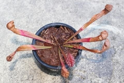食虫植物 サラセニア スカーレットベル 食虫植物 サラセニア スカーレットベル