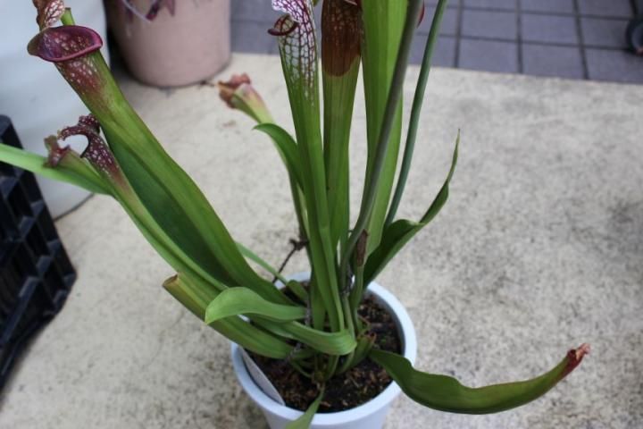 〓食虫植物〓サラセニア-レウコフィラ【LL】