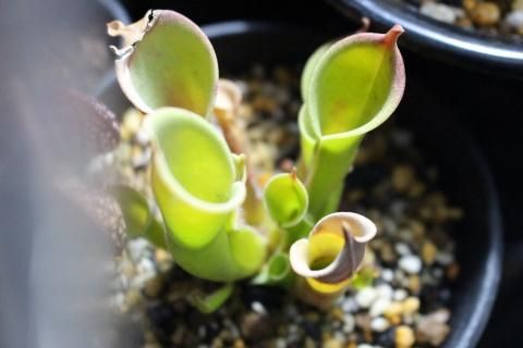 〓食虫植物〓ヘリアンフォラ-ミノール