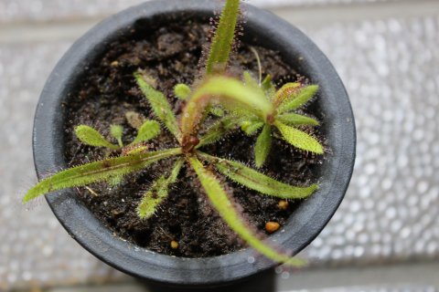 〓食虫植物〓モウセンゴケ-アデラエ