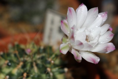 〓多肉植物〓サボテン科ギムノカリキウム属-長刺　翠晃冠錦　Ｎ-2