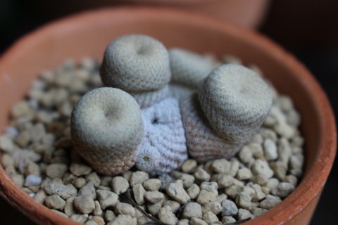 〓多肉植物〓サボテン科エピテランサ属-小人の帽子