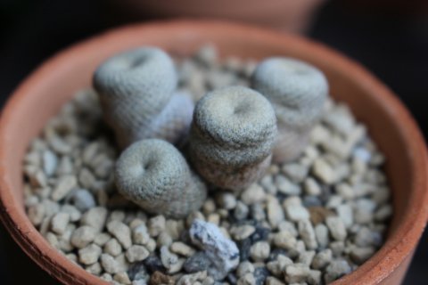 〓多肉植物〓サボテン科エピテランサ属-小人の帽子