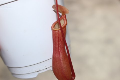 食虫植物 ウツボカズラ ネペンテス ベントラータ