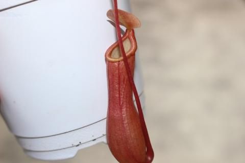 食虫植物 ウツボカズラ ネペンテス ベントラータ 食虫植物 ウツボカズラ ネペンテス ベントラータ