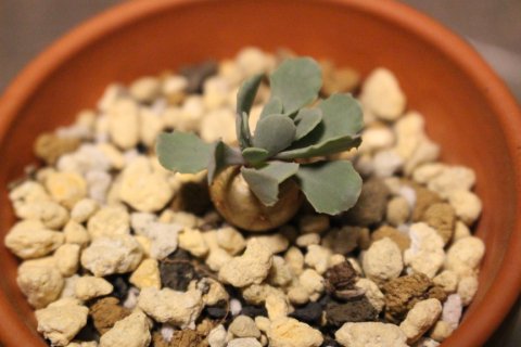 〓多肉植物〓キク科オトンナ属-カカリオイデス