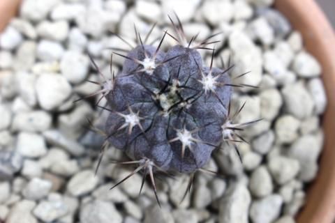 〓多肉植物〓サボテン科アカントカリキウム属-グラウカム