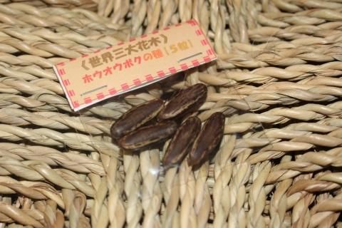 世界三大花木-鳳凰木[ホウオウボク]の種