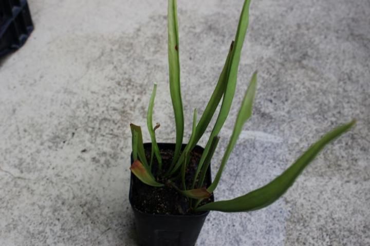 サラセニア レウコフィラ アルバ ベリーホワイトトップス 食虫植物 S.leucophylla var. alba , Perdido, AL. Green & white top l