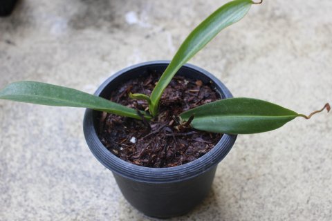 食虫植物-ウツボカズラ（N.burbidgeae × N.ariistolochioides）