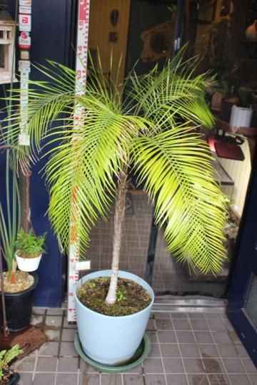 ヒメココスヤシ（ブラジルヒメヤシ）SSサイズ