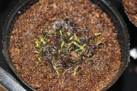 食虫植物-ウトリクラリア・ミヌティシマ(マレーシア産)[ヒメ 食虫植物-ウトリクラリア・ミヌティシマ(マレーシア産)[ヒメ