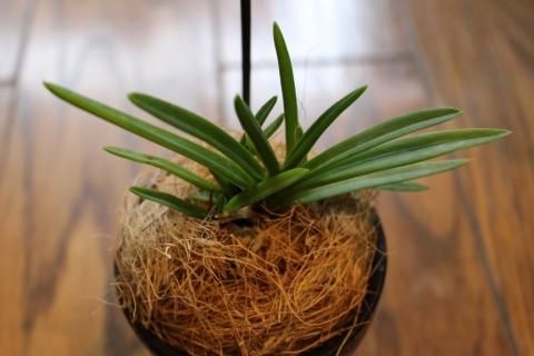 蘭（ラン[オーキッド]）orchid-風蘭（フウラン）-『黄福』[黄花]