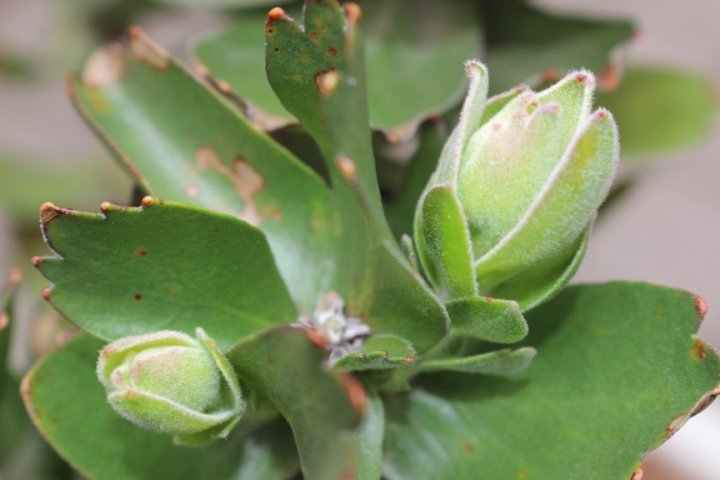 オーストラリア原産の鮮やかな人気種♪庭植えに最適!!