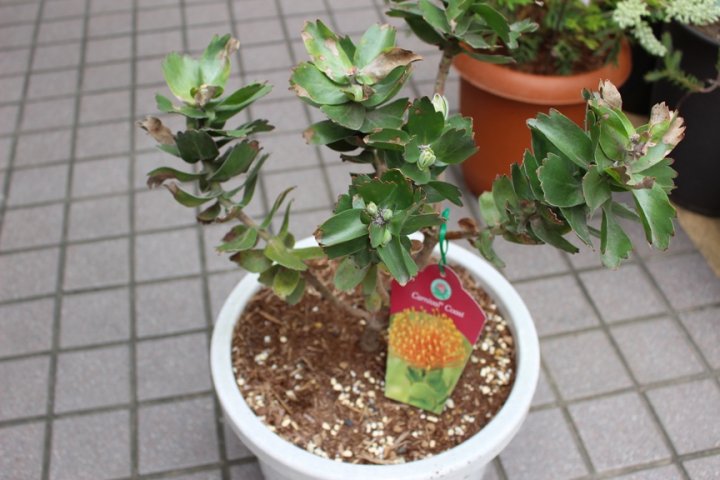 オーストラリア原産の鮮やかな人気種♪庭植えに最適!!