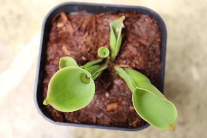 〓食虫植物〓ヘリアンフォラ-ミノールHyb