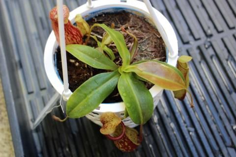 食虫植物-ウツボカズラ『ネペンテス・ガヤ』