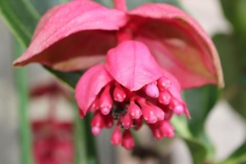 メディニラ マグニフィカ ”フラメンコ”