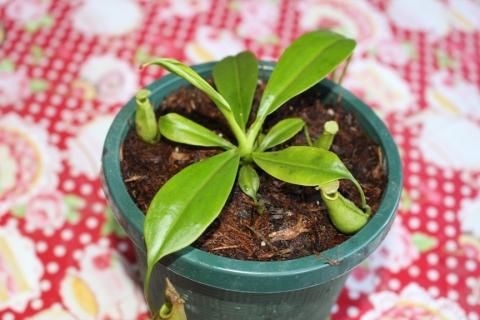 コ*ズ様 【食虫植物】ネペンテスビカルカラタ Nepenthes bicalcarata 