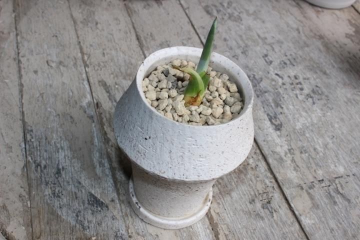 〓多肉植物〓リュウゼツラン科リュウゼツラン属-リュウゼツラン 〓多肉植物〓リュウゼツラン科リュウゼツラン属-リュウゼツラン