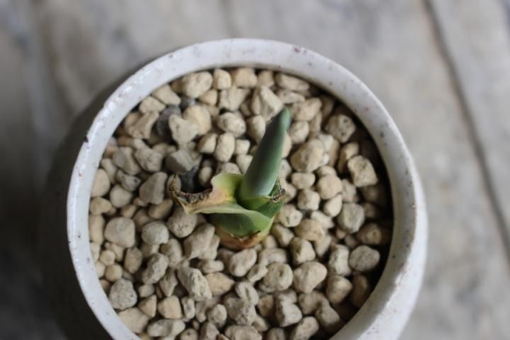 〓多肉植物〓リュウゼツラン科リュウゼツラン属-リュウゼツラン 〓多肉植物〓リュウゼツラン科リュウゼツラン属-リュウゼツラン