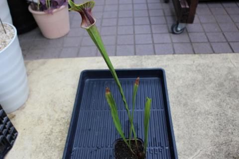 サラセニア　アラタ　ブラック　食虫植物 S. alata var. nigropurpurea Black tube, De Soto NF l 滋賀で