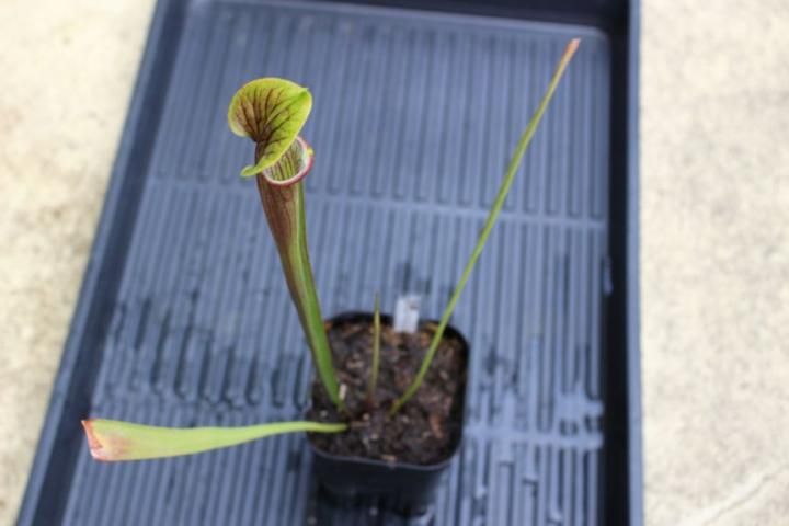 〓食虫植物〓サラセニア（アラタ[red tube] × フラバ[red tube]）