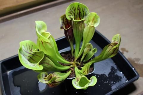 〓食虫植物〓サラセニア（ドラキュラ）【L】