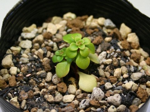 〓多肉植物〓ベンケイソウ科セダム属-黄金丸葉万年草（オウゴンマルバマンネングサ）