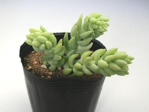 多肉植物 ベンケイソウ科セダム属 玉つづり タマツヅリ