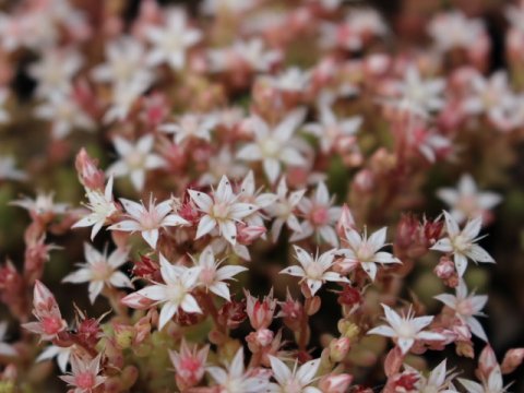 〓多肉植物〓ベンケイソウ科セダム属-ミルキーウェイ