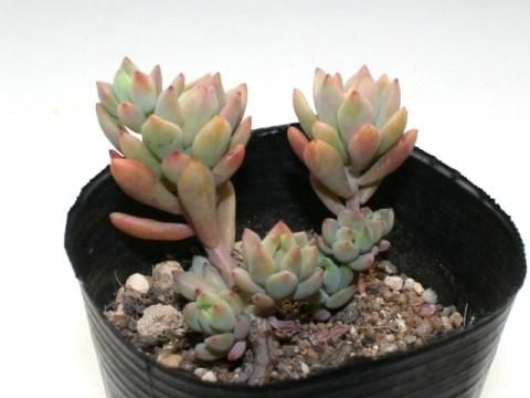 多肉植物　リトルビューティー 8カット　カット苗　セダム 多肉植物】 『リトルビューティー』 セダム属 いとうぐりーん
