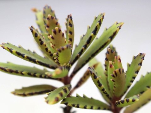 〓多肉植物〓ベンケイソウ科カランコエ属-ラウヒー