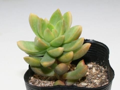 新着多肉 植物 オウレイ すべての美しい花の画像