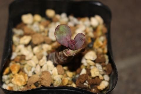 〓多肉植物〓ベンケイソウ科エケベリア属-赫麗（カクレイ）