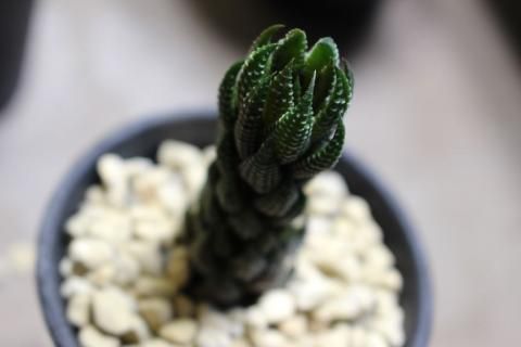 〓多肉植物〓ハオルチア属-黒トカゲ