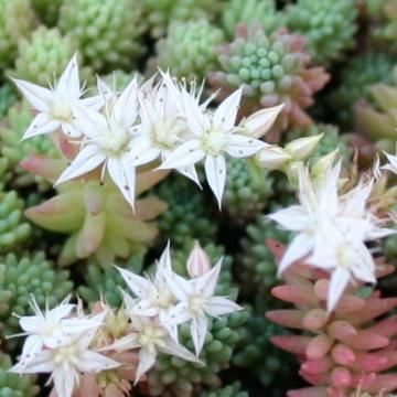 多肉植物 ベンケイソウ科セダム属 パリダム