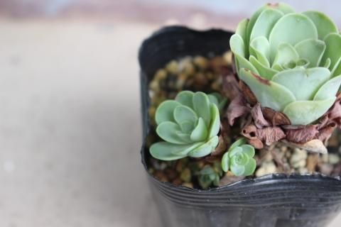 〓多肉植物〓グリーノビア属-ドドランタリス