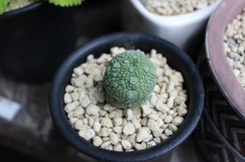 〓多肉植物〓ガガイモ科プセウドリトス属-ミグリチヌス