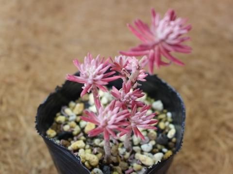 多肉植物 ベンケイソウ科セダム属 グリセウム