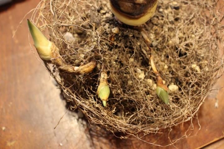〓多肉植物〓リュウゼツラン科リュウゼツラン属-リュウゼツラン